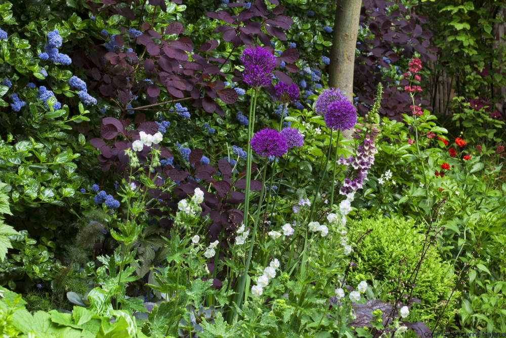 Town Garden — 1049072