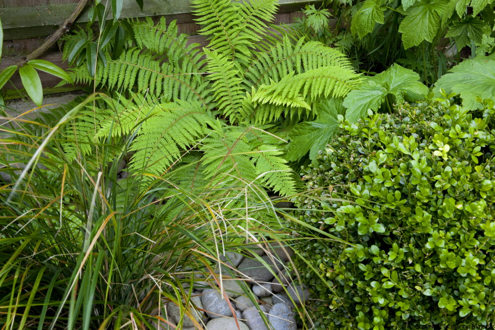 Town Garden — 1049181