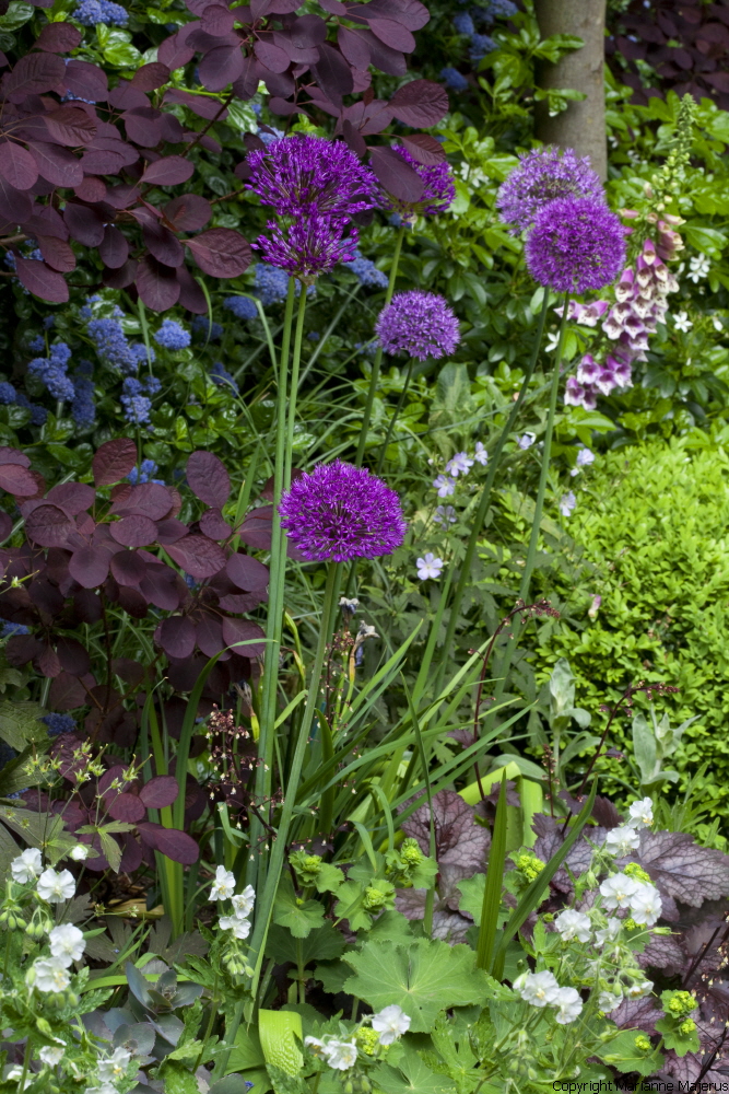 Town Garden — 1049221
