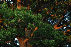 Woodland Garden — Oak tree 1 300x199 1
