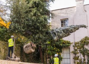 Tree Installation — manor end garden design london nw7 jilayne rickards 8102967 1 1280 300x215 1