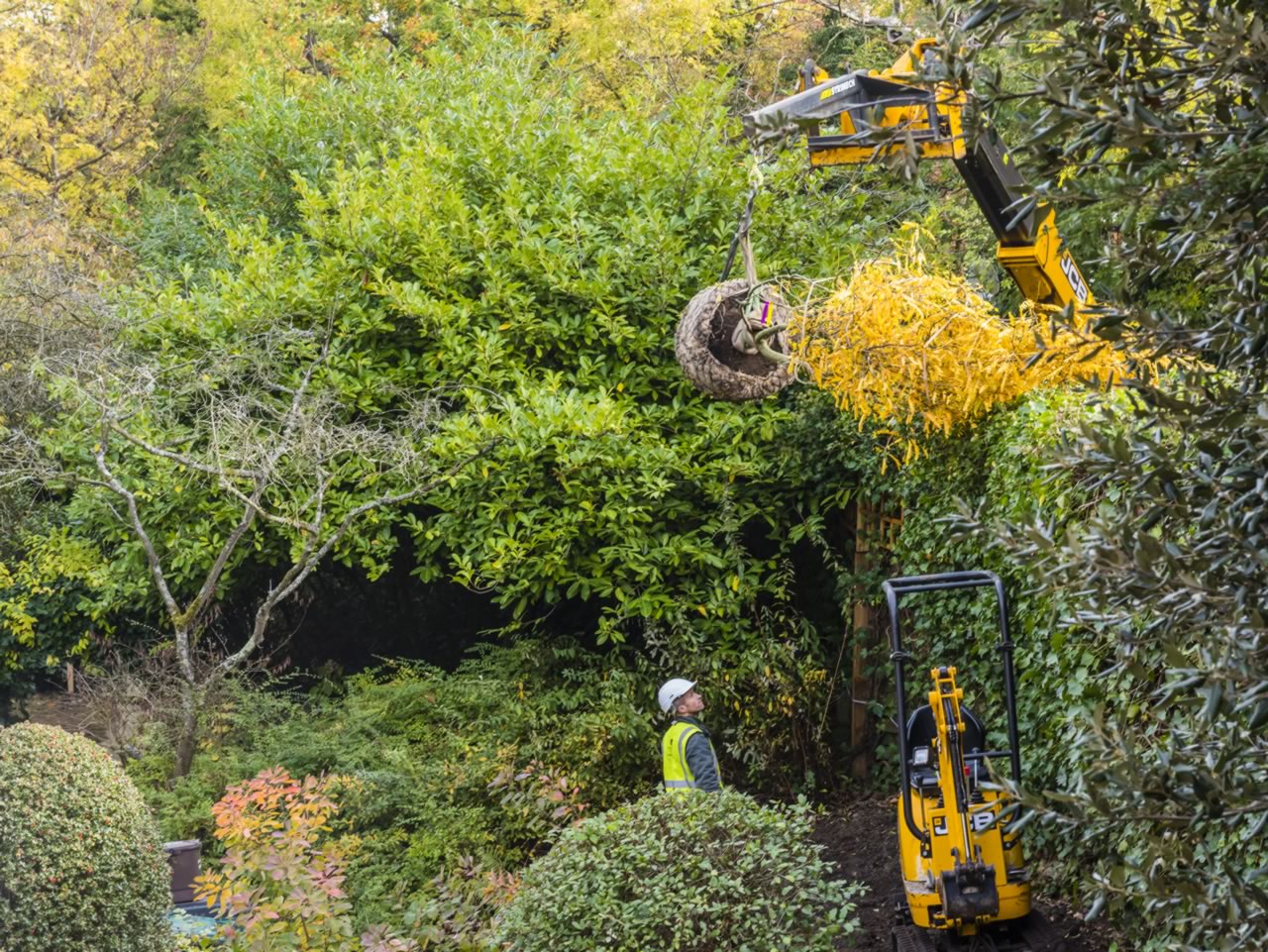 Tree Installation — manor end garden design london nw7 jilayne rickards 8102975 1 1280