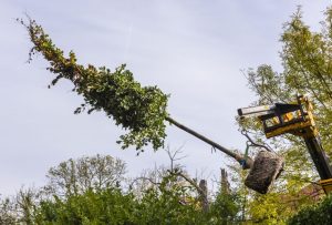 Tree Installation — manor end garden design london nw7 jilayne rickards 8102981 1 1280 300x203 1