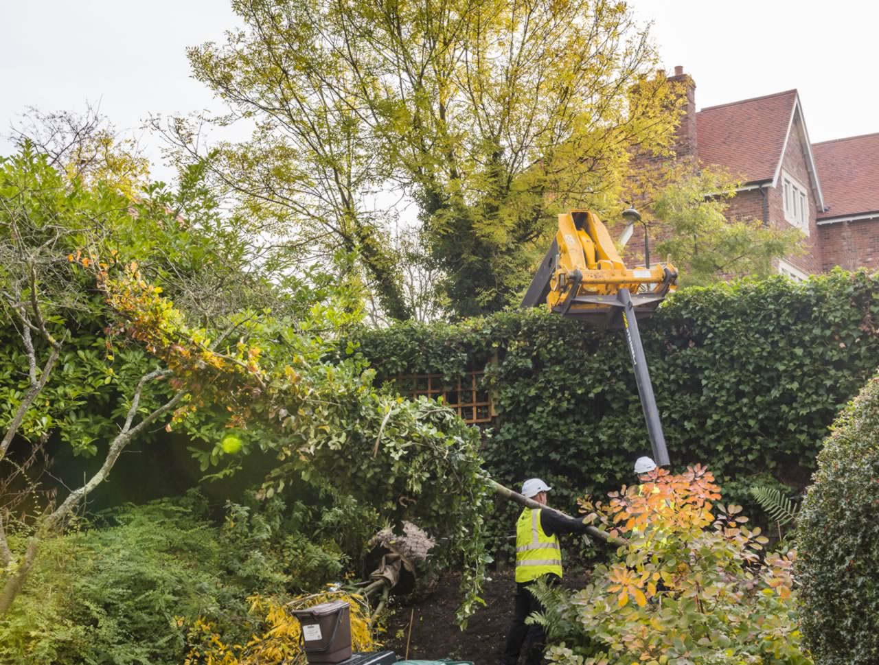 Tree Installation — manor end garden design london nw7 jilayne rickards 8102986 1 1280