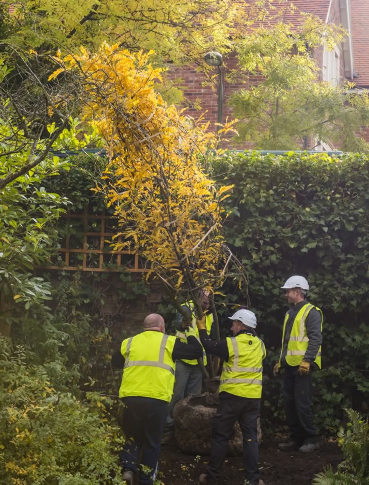 Tree Installation — manor end garden design london nw7 jilayne rickards 8102991 1 1280