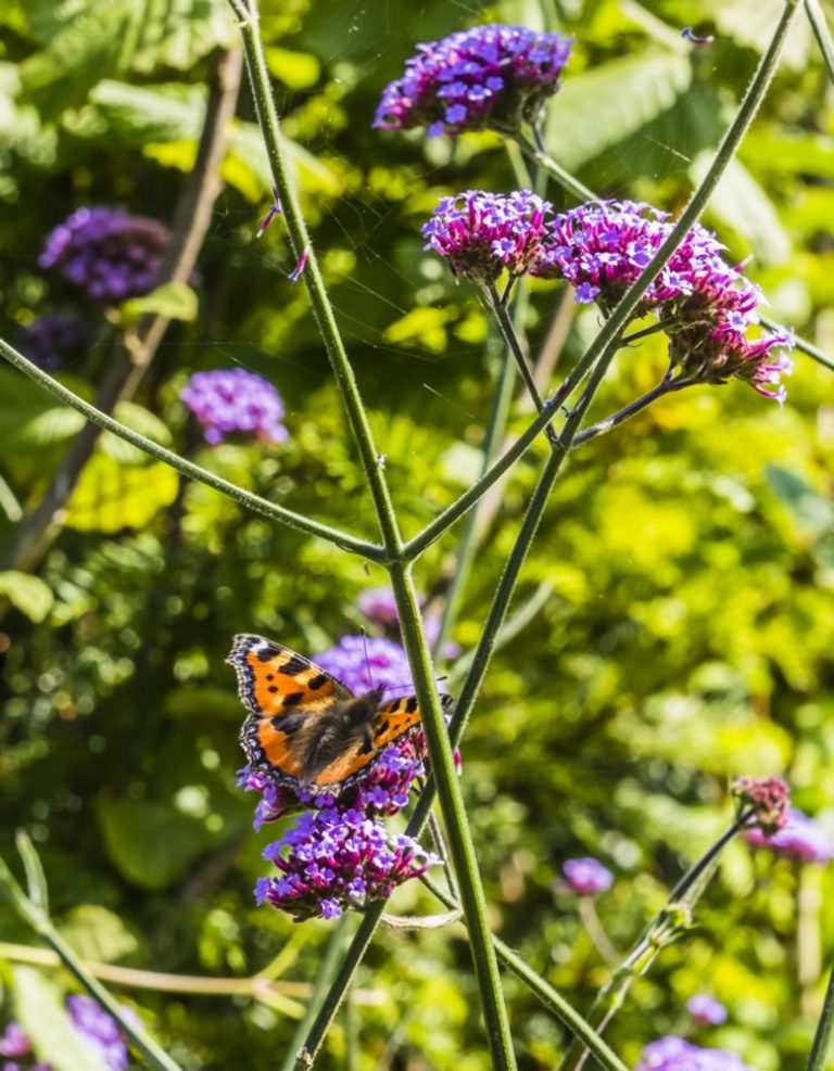 Wildlife Garden — wildlife garden great missenden jilayne rickards butterfly 02 buckinghamshire 2017 1280 768x987 1