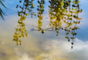 Wildlife Garden — wildlife garden great missenden jilayne rickards dragonfly 01 buckinghamshire 2017 1280 300x205 1